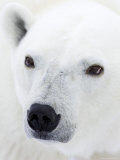 Polar Bear (Ursus Maritimus), Hudson Bay, Churchill, Manitoba, Canada, North America