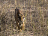 Bengal Tiger, Panthera Tigris Tigris, Bandhavgarh National Park, Madhya Pradesh, India, Asia