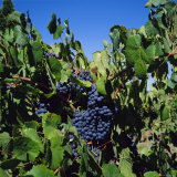 Ripe Grapes on Vine, Napa Valley, California, USA