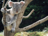 Buy Koala Bear in a Tree in Captivity, Australia, Pacific at AllPosters.com