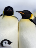 Emperor Penguins (Aptenodytes Forsteri), Snow Hill Island, Weddell Sea, Antarctica, Polar Regions