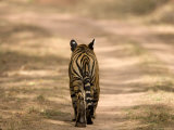 Buy Bengal Tiger, Panthera Tigris Tigris, Bandhavgarh National Park, Madhya Pradesh, India, Asia at AllPosters.com