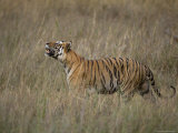Bengal Tiger, (Panthera Tigris), Bandhavgarh, Madhya Pradesh, India