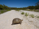 Geometric Tortoise (Psammobates Geometricus), West Coast, South Africa, Africa