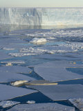 Pack Ice and Iceberg, Antarctic Peninsula, Weddell Sea, Antarctica, Polar Regions