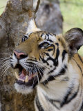 Indian Tiger (Bengal Tiger) (Panthera Tigris Tigris), Bandhavgarh National Park, India