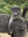 Young Chacma Baboon, Riding on Adult's Back, Kruger National Park, Mpumalanga, South Africa