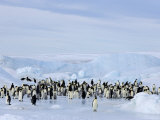 Emperor Penguin Colony, Snow Hill Island, Weddell Sea, Antarctica, Polar Regions