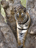 Indian Tiger (Bengal Tiger) (Panthera Tigris Tigris), Bandhavgarh National Park, India
