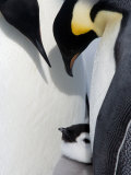 Emperor Penguin Chick and Adults, Snow Hill Island, Weddell Sea, Antarctica, Polar Regions