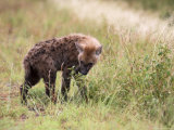 Young Spotted Hyena, Picking up a Scent, Kruger National Park, Mpumalanga, South Africa