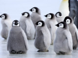 Buy Emperor Penguin Chicks, Snow Hill Island, Weddell Sea, Antarctica, Polar Regions at AllPosters.com