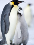 Emperor Penguin Chick and Adult, Snow Hill Island, Weddell Sea, Antarctica, Polar Regions