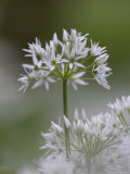 Close-Up of Wild Garlic Flower, Lancashire, England, United Kingdom