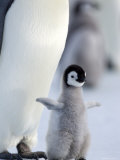 Buy Emperor Penguin Chick, Snow Hill Island, Weddell Sea, Antarctica, Polar Regions at AllPosters.com