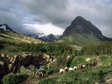 Horseback Riding, Glacier International Peace Park, Montana