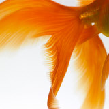 Close-up of a Goldfish Tail
