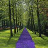 Buy Keukenhof Gardens, Near Amsterdam, Holland (The Netherlands), Europe at AllPosters.com