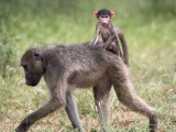 Young Chacma Baboon Riding on Adult's Back in Kruger National Park, Mpumalanga, Africa