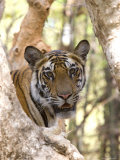 Indian Tiger (Bengal Tiger) (Panthera Tigris Tigris), Bandhavgarh National Park, India