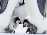 Emperor Penguin Chicks, Snow Hill Island, Weddell Sea, Antarctica, Polar Regions