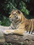 Sumatran Tiger, in Captivity at Singapore Zoo, Singapore