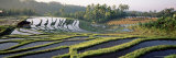 Agricultural Landscape of Rice Fields and Terraces, Indonesia, Southeast Asia
