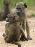 Young Chacma Baboons Playing, Kruger National Park, Mpumalanga, South Africa, Africa