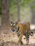 Female Indian Tiger (Bengal Tiger) (Panthera Tigris Tigris), Bandhavgarh National Park, India