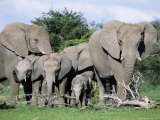 African Elephants, Loxodonta Africana, Maternal Group with Baby, Etosha National Park, Namibia
