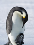 Emperor Penguin Chick and Adult, Snow Hill Island, Weddell Sea, Antarctica, Polar Regions