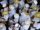 Buy Women at the Paofai Temple, Papeete,Tahiti, Society Islands, French Polynesia at AllPosters.com