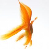 Goldfish