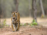 Female Indian Tiger (Bengal Tiger) (Panthera Tigris Tigris), Bandhavgarh National Park, India