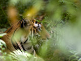Female Indian Tiger (Bengal Tiger) (Panthera Tigris Tigris), Bandhavgarh National Park, India
