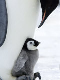 Emperor Penguin Chick and Adult, Snow Hill Island, Weddell Sea, Antarctica, Polar Regions