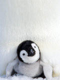 Buy Emperor Penguin (Aptenodytes Forsteri), Chick, Snow Hill Island, Weddell Sea, Antarctica at AllPosters.com
