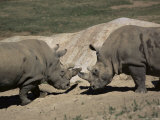Buy East African Black Rhinoceros (Rhinos) Sparring, San Diego Wild Animal Park, California at AllPosters.com