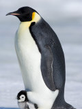 Emperor Penguin (Aptenodytes Forsteri), Chick and Adult, Snow Hill Island, Weddell Sea, Antarctica