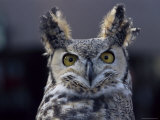 Buy Close-Up of a Greeat Horned Owl, Bubo Virginiarius, Colorado at AllPosters.com