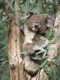 Koala Bear, Phascolarctos Cinereus, Among Eucalypt Leaves, South Australia, Australia