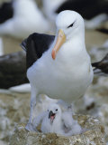 Buy Black-Browed Albatross Adult at Nest with Chick, Steeple Jason Island, South Atlantic at AllPosters.com