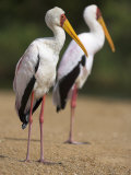 Yellow-Billed Storks, in Breeding Plumage on Riverbank, Kruger National Park, South Africa, Africa