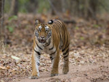 Female Indian Tiger (Bengal Tiger) (Panthera Tigris Tigris), Bandhavgarh National Park, India