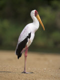 Yellow-Billed Stork, in Breeding Plumage, on Riverbank, Kruger National Park, South Africa