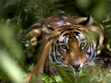 Buy Female Indian Tiger at Samba Deer Kill, Bandhavgarh National Park, India at AllPosters.com