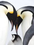 Buy Emperor Penguin (Aptenodytes Forsteri), Chick and Adults, Snow Hill Island, Weddell Sea, Antarctica at AllPosters.com