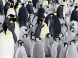 Emperor Penguin (Aptenodytes Forsteri), Chicks in Colony, Snow Hill Island, Weddell Sea, Antarctica