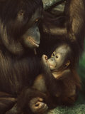 Orang Utan Mother and Baby, Pongo Pygamaeus, in Captivity, Singapore Zoo, Singapore