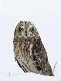 Buy Captive Short-Eared Owl (Asio Flammeus) in the Snow, Boulder County, Colorado at AllPosters.com
